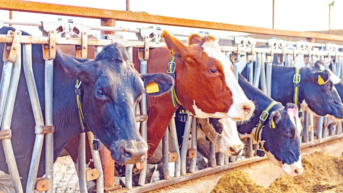 ETBİR Başkanı Ahmet Yücesa: Et ve sütte sürdürülebilir fiyatlama şart