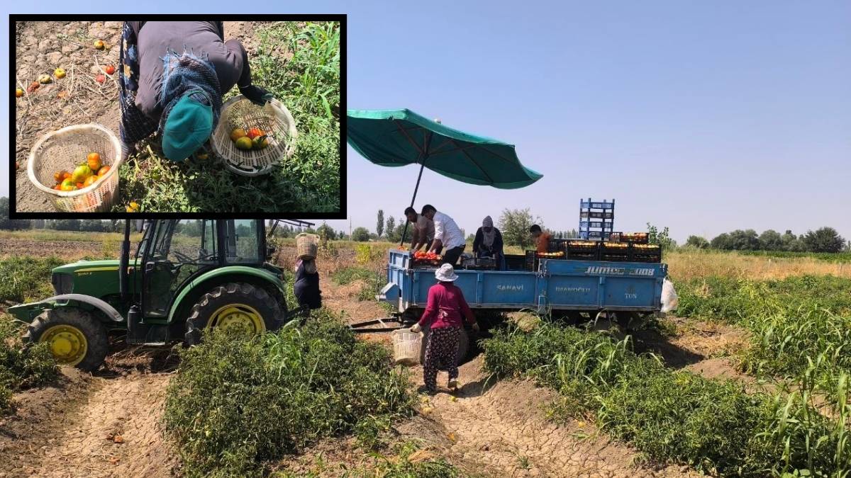 Yılın ikinci ürününde hasat başladı! Kasası 150, kilosu 15 liradan satılıyor: Bu hasattan 7 ton verim bekleniyor