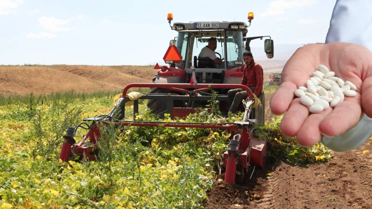 110 bin dekarda hasat heyecanı! Bölgenin önemli gelir kaynağı: Hedef 37.000 tonu geçmek