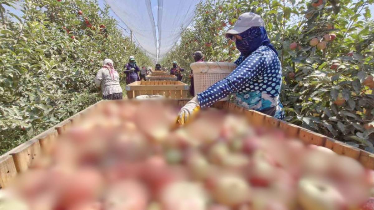 Türkiye’nin üretim deposunda buruk hasat! Ürünleri don vurdu, 800 bin tonluk rekolte beklentisi 50 bin tona düştü