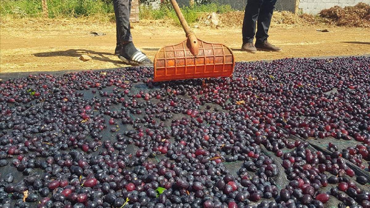 ‘Antep Karası’ da var ‘Hatun Parmağı’ da! Hepsi tescilli: 50.000 dekarda kurutma mesaisi başladı