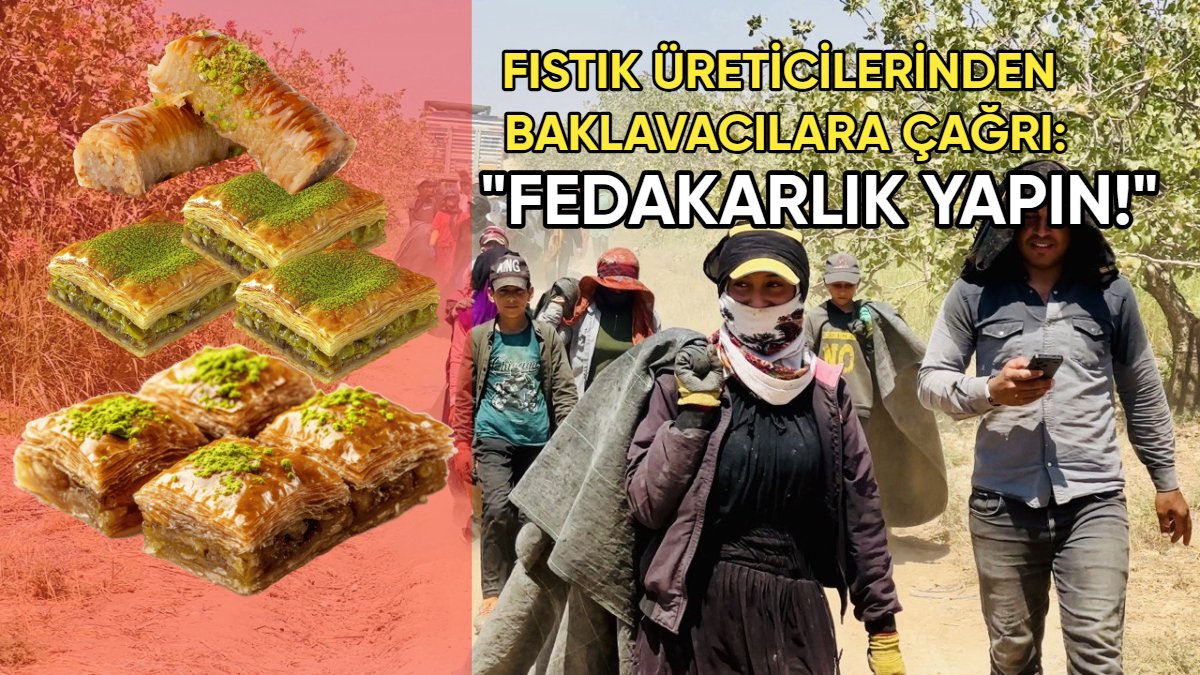 Fıstık rekoltesi düştü, fiyatlar tavan yaptı: Üreticiden baklavacılara "Fedakarlık edin" çağrısı
