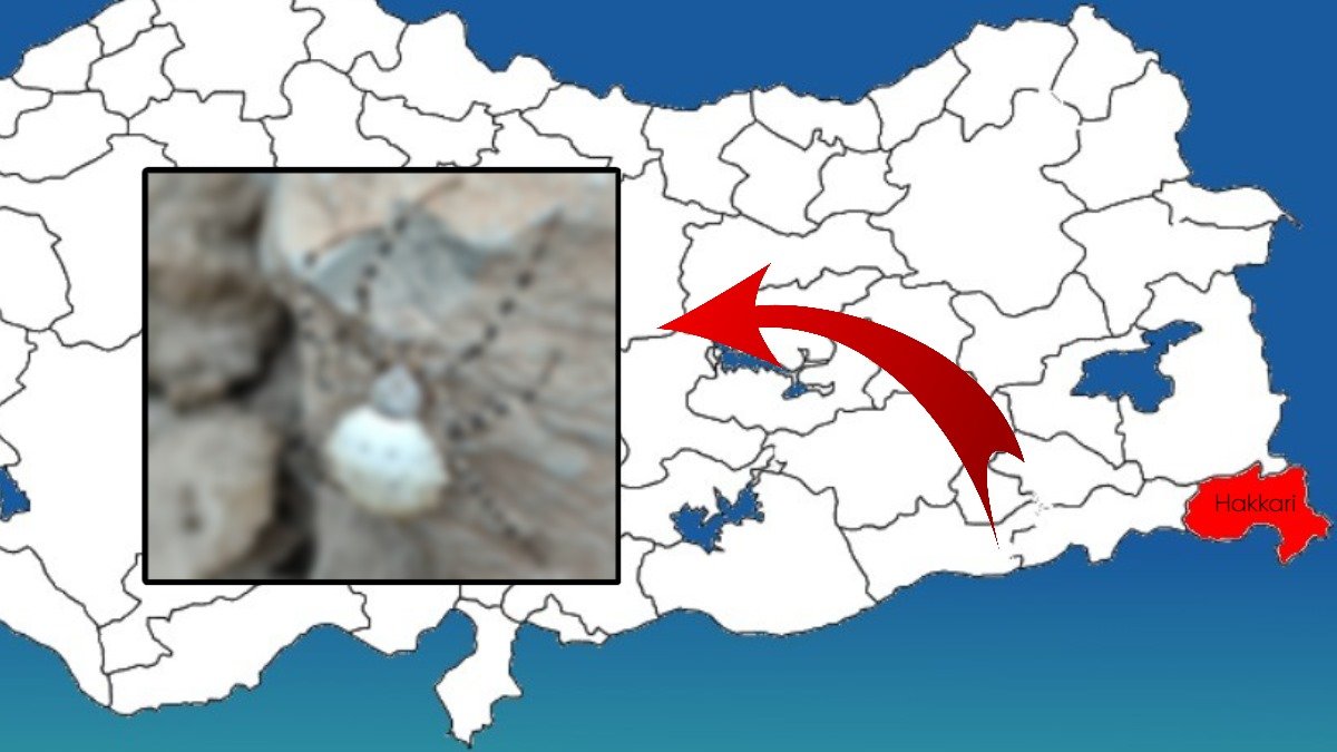 Hakkari'de büyük panik! Dünyanın en zehirli örümceklerinden biri mahalle arasında görüldü: Zehri sinir hücrelerini öldürebiliyor