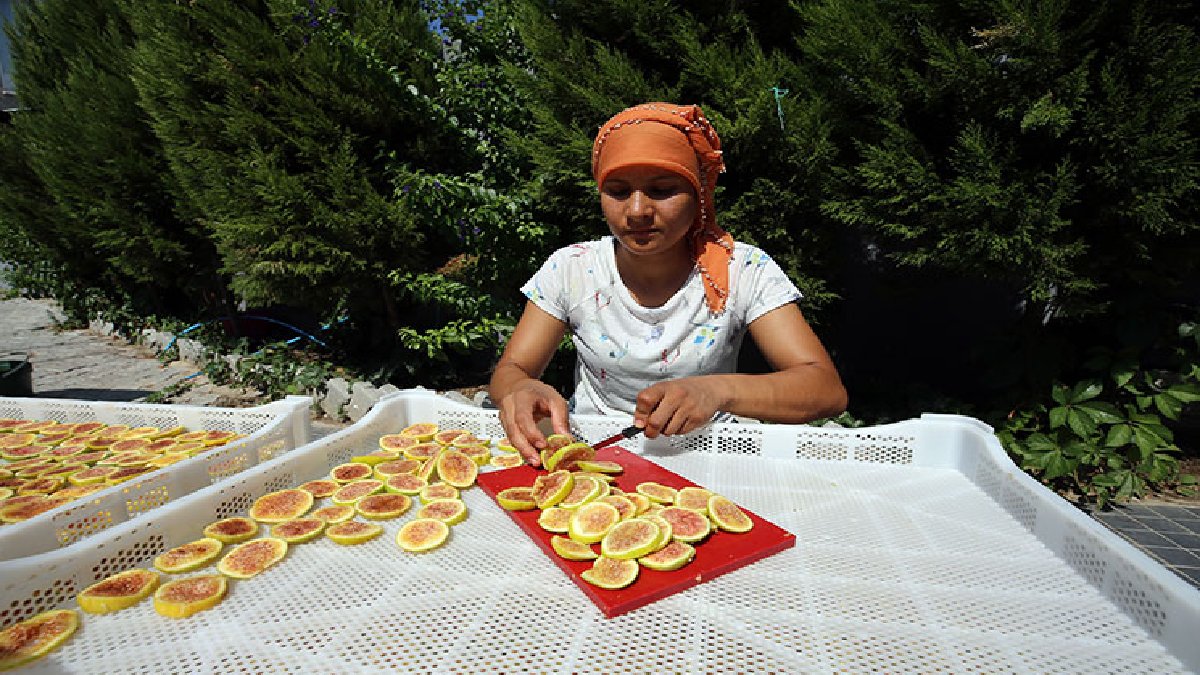 Gündüz toplanıyor, gece kurutuluyor! Aydın’da mesai hiç durmuyor, 16 bin kişi bu işten geçimini sağlıyor