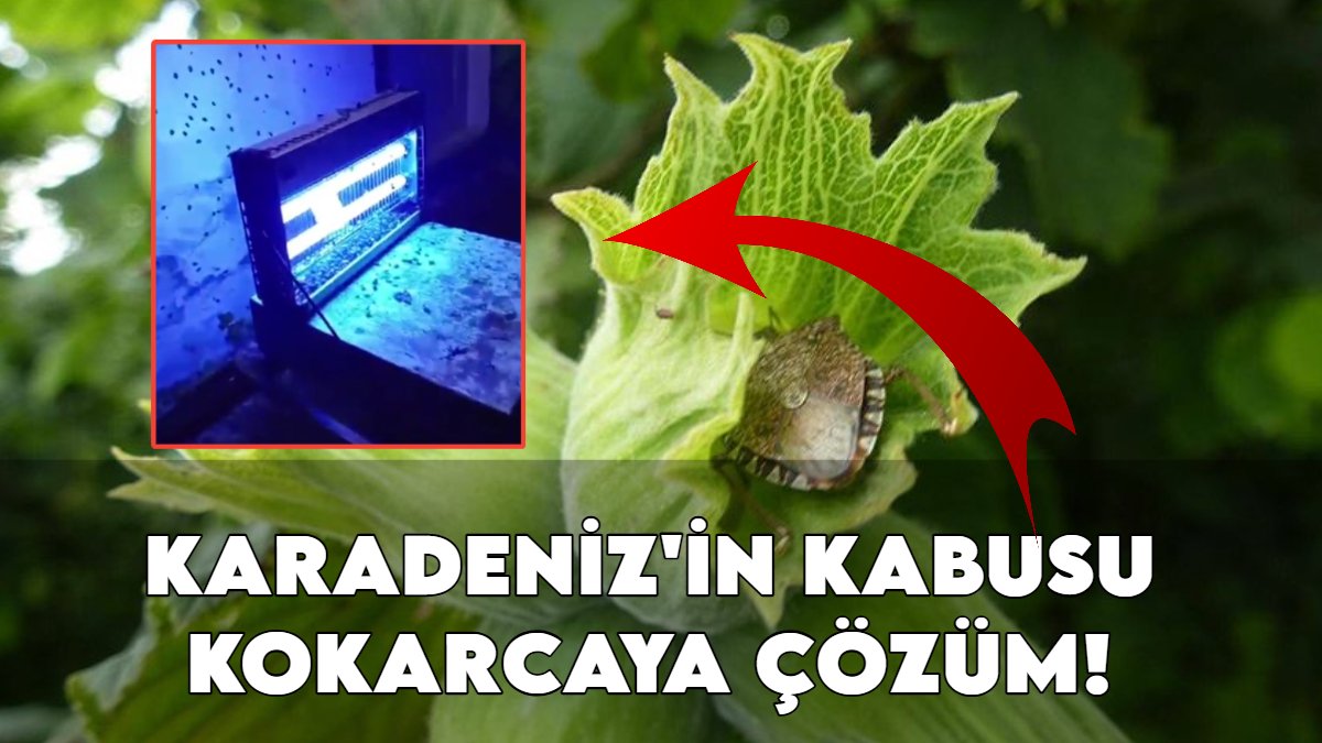Karadeniz'in kabusu kokarcaya yerli çözüm! Yüz milyonlarca dolarlık zarara son