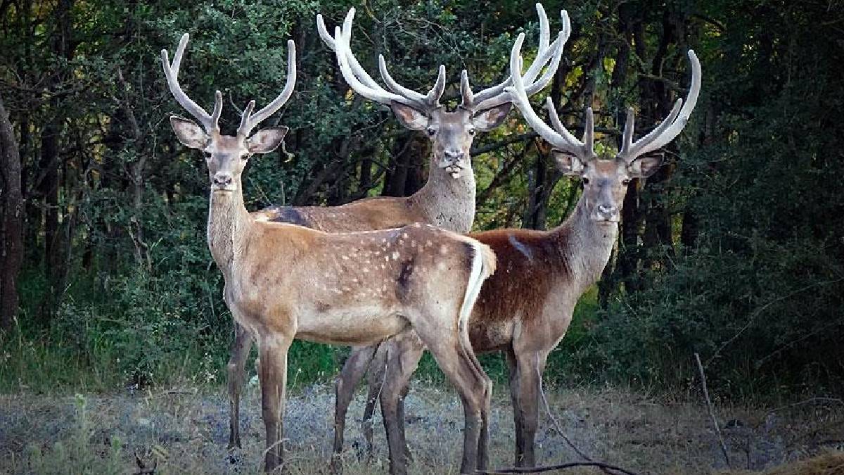 Mahkemeden yaban hayatı için karar: Kızıl geyik avı durduruldu