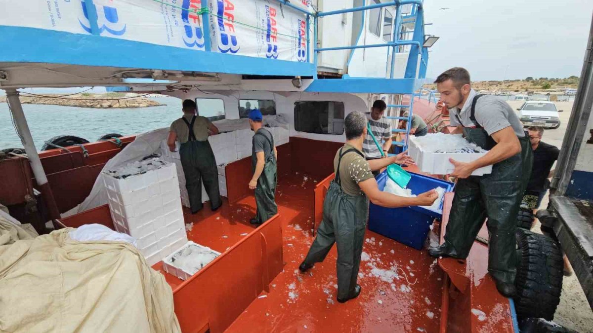 Balık sezonu başladı, balıkçılar dertli! Balıkçının kasası 1500, tezgahta kilosu 500 lira: Peki balık fiyatları düşecek mi?