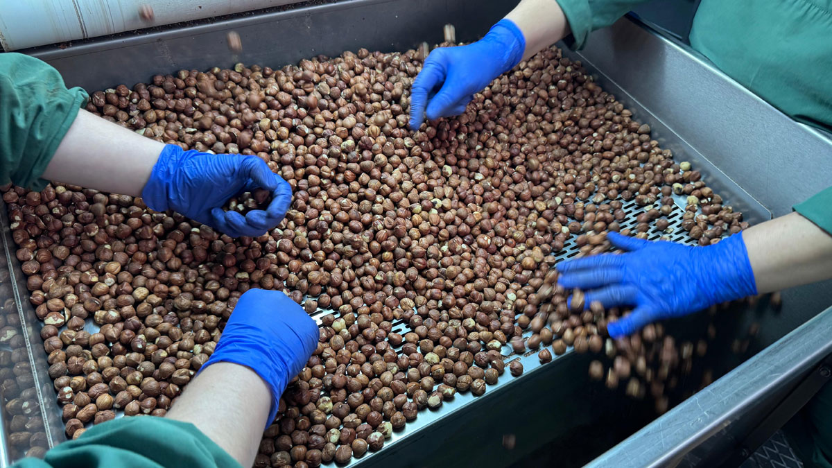 Dünya, Türk fındığı için para yağdırdı: 2.5 milyar dolarlık rekor gelir