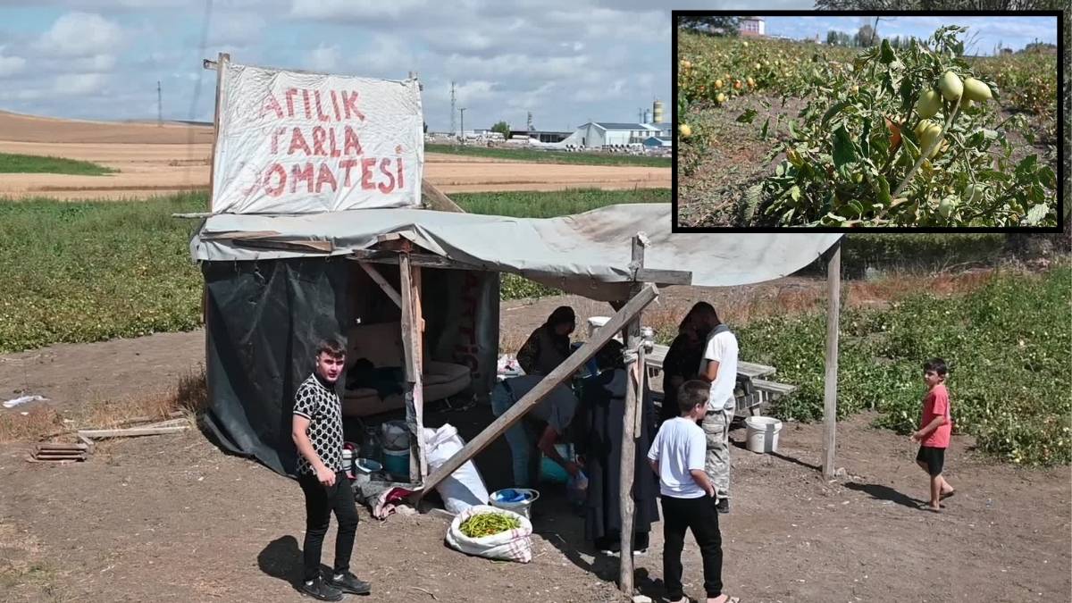 Tarlasını tüketiciye açtı, ürünlerini ucuza sattı! Çiftçinin maliyeti son buldu, tüketici ucuza aldı: Kova kova topaldılar