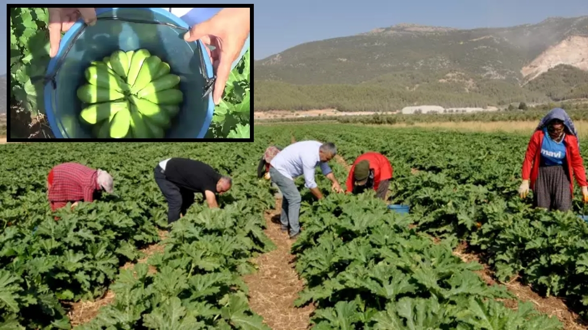 Çiftçiye alternatif gelir kapısı için başlatıldı, ilk meyvesini vermeye başladı! Gaziantep’ten çıkacak Almanya’ya satılacak
