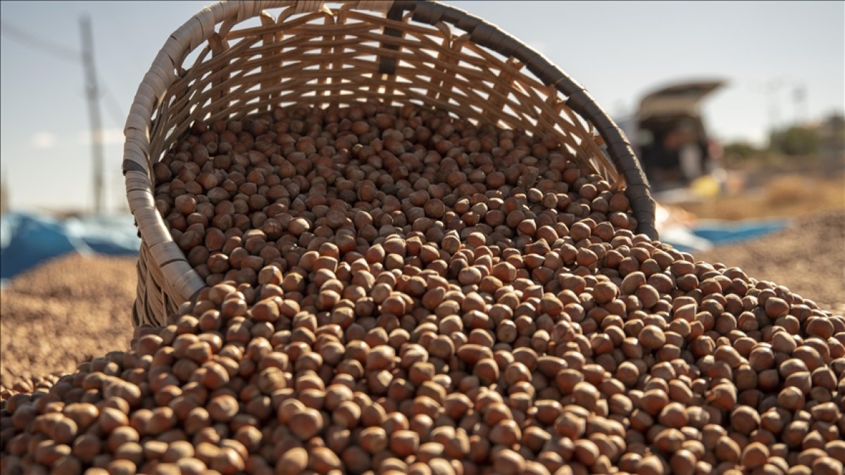 Fındık ihracatı 2.5 milyar doları aştı! Tam 124 ülkeye ihraç ediliyor: Yeni pazar arayışı başladı