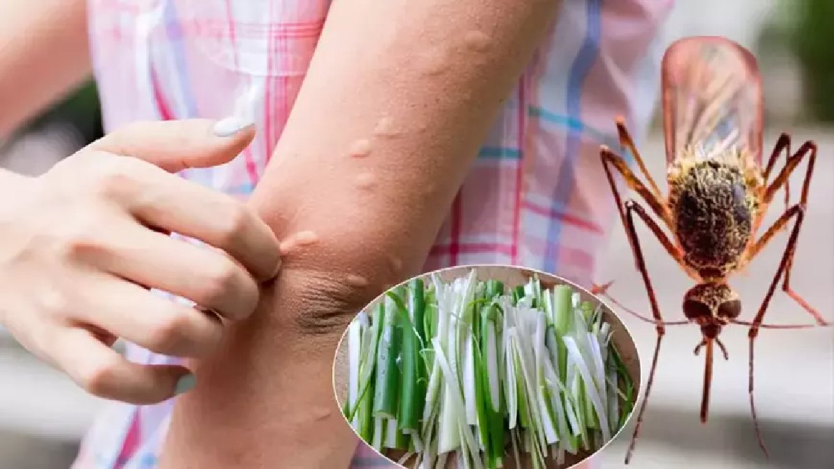 Evde bir tane bile sinek bulamayacaksınız! Poşetin içine koy, anında sinekleri kaçırıyor