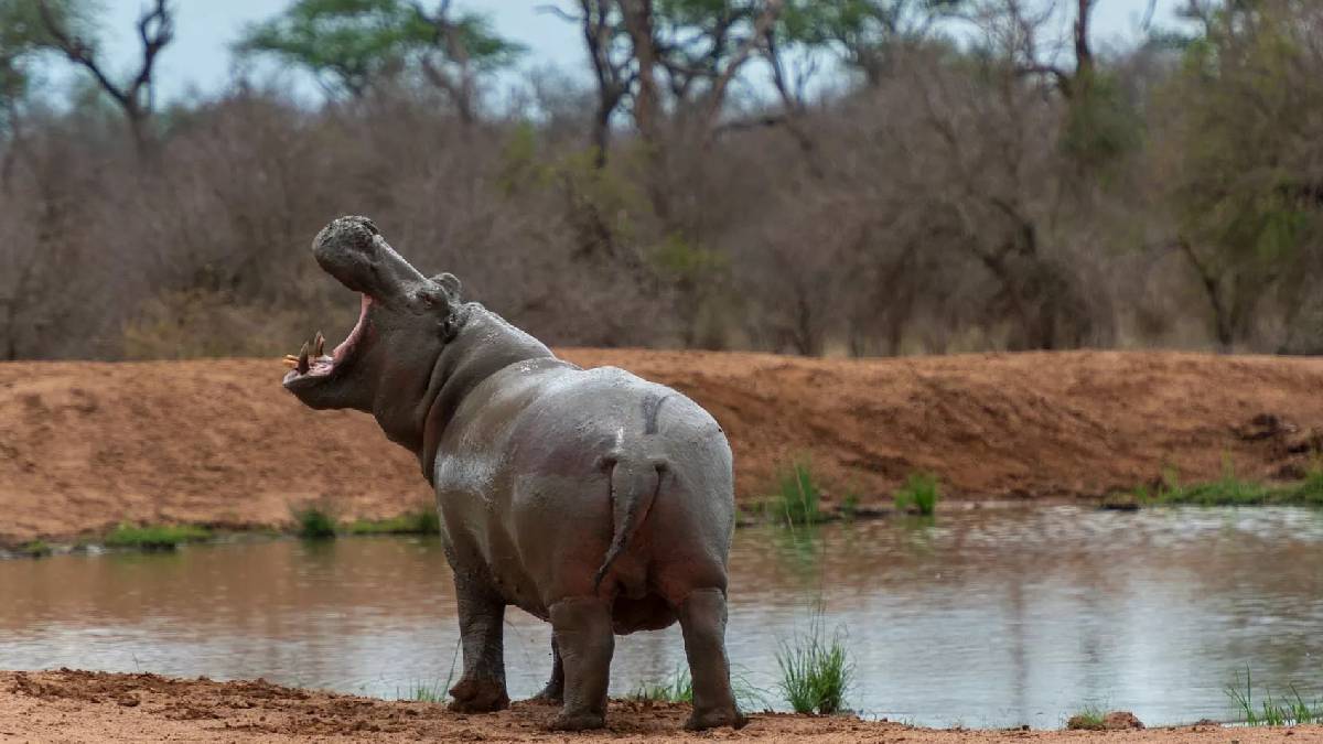 Su aygırı tekneyi devirdi: Aralarında bebeklerin de olduğu 11 kişi kayıp