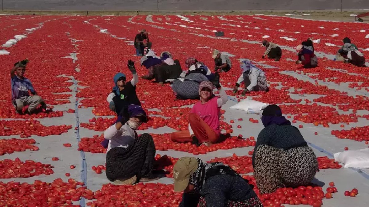 Türkiye'nin en büyük açık hava fabrikası İtalyan lezzetlerine lezzet katıyor! 9 ülkeye buradan gönderiliyor