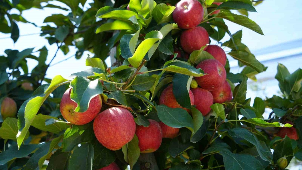Türkiye'nin elma ambarı Niğde'de rekolte çöktü: Üretimin yüzde 95'i don vurunca yok oldu!