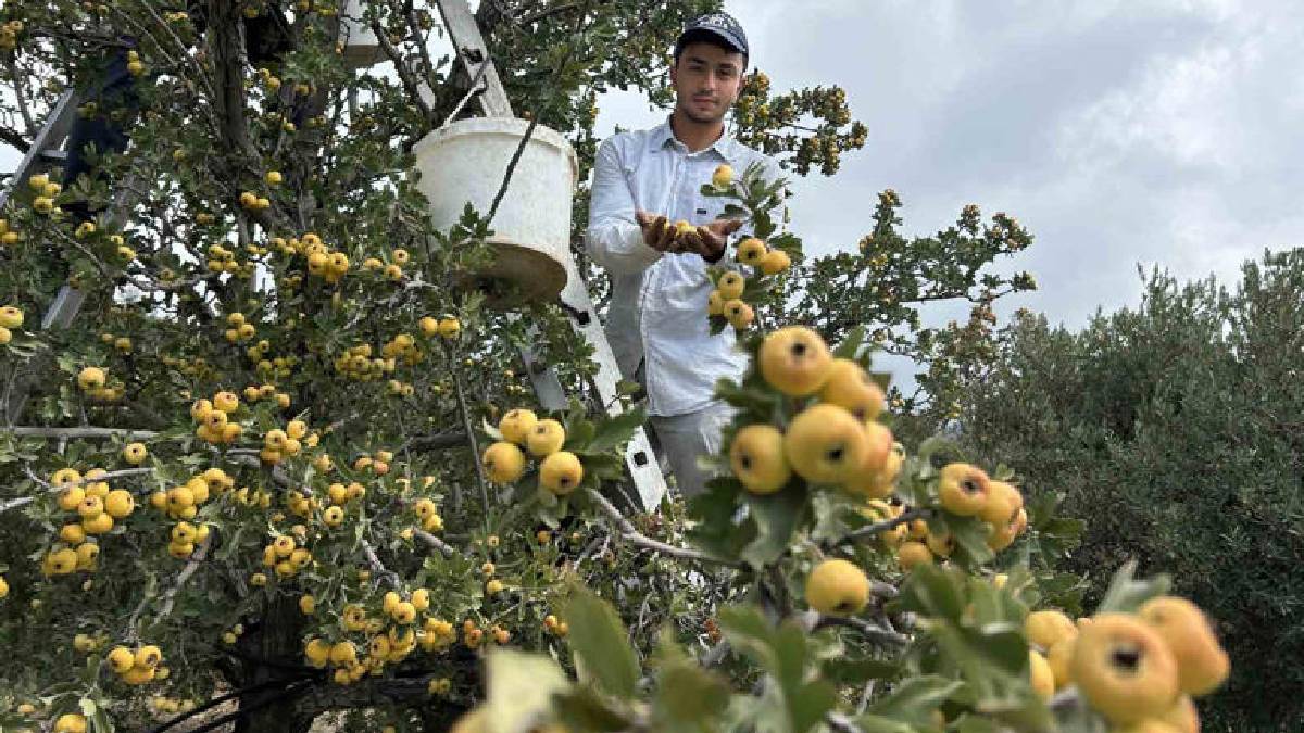 Mevsimi geldi hasat başladı! Şifanın en doğal kaynağı: Kilosu 200 TL’den satışa çıktı