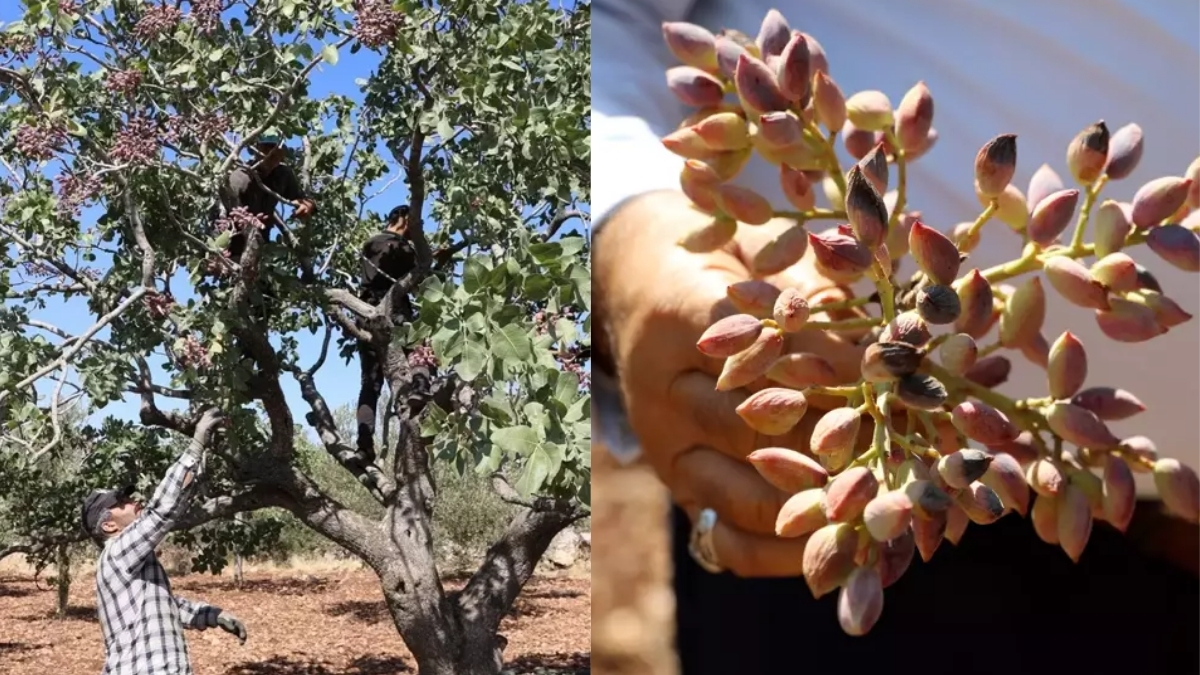 Zirai don ve kuraklık Gaziantep’in incisini vurdu! Rekoletede yüzde 80 kayıp yaşandı: “Ürün az fiyat pahalı”