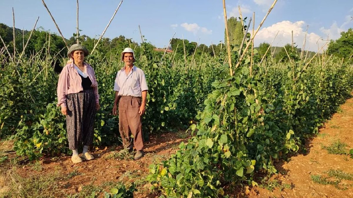 Tamamen doğal yöntemlerle büyütülüyor, hasadı dört gözle bekleniyor! Sabah erkenden toplanıp tezgaha çıktığı gibi bitiyor