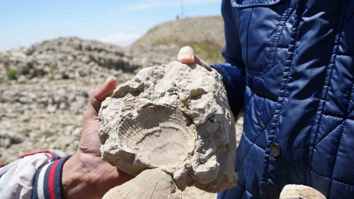 Dağın zirvesinde 60 milyon yıllık keşif: Bir zamanlar okyanus tabanıymış