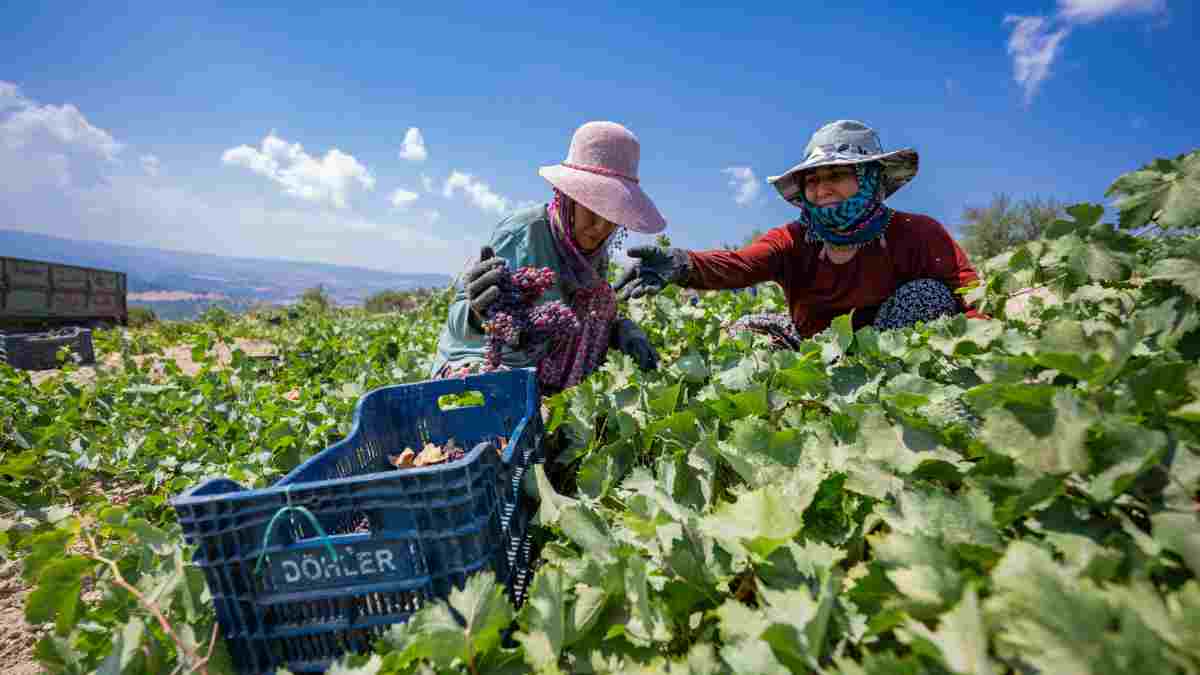 Coğrafi İşaret Tescilli ‘Gülnar Kuş Üzümü’ çiftçinin yüzünü güldürüyor
