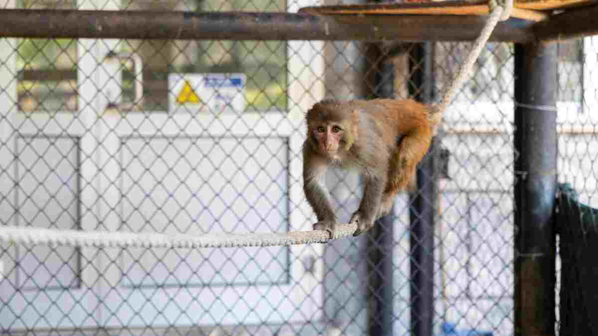 Şiddet mağduru “Şeker” Büyükşehir Belediyesi’nin korumasında