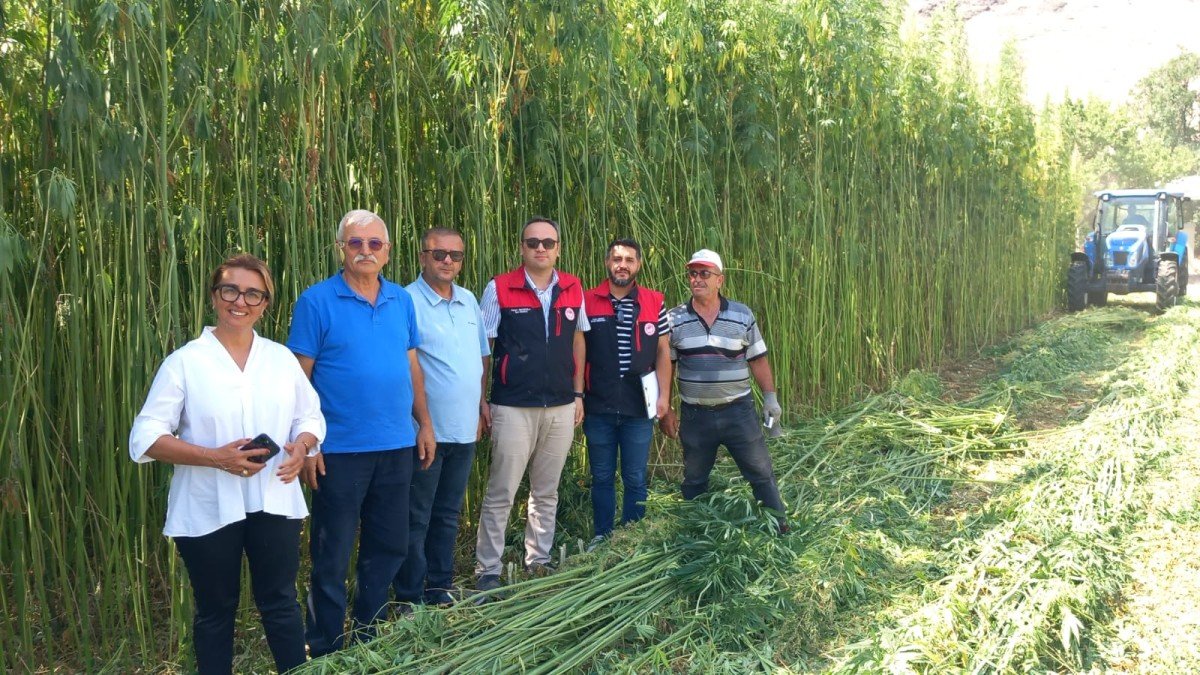 Yasaklı madde olarak biliniyor, sadece izinle ekiliyor! 3 ayda 3 metreye ulaştı: tohum, yem, yağ, inşaat malzemesi üretiliyor