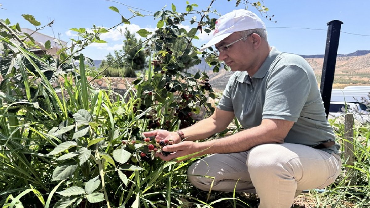 Siirt’te denediler başarıyı yakaladılar! Eken çokça kazanıyor: O tarihte büyük projeye dönüşecek