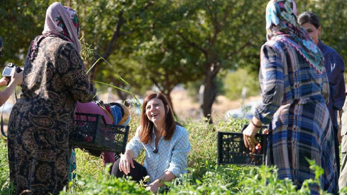 Hepsi yerel tohumla yetişiyor, tazecik tüketiliyor! Orada hasat heyecanı: El birliğiyle toplanıyor