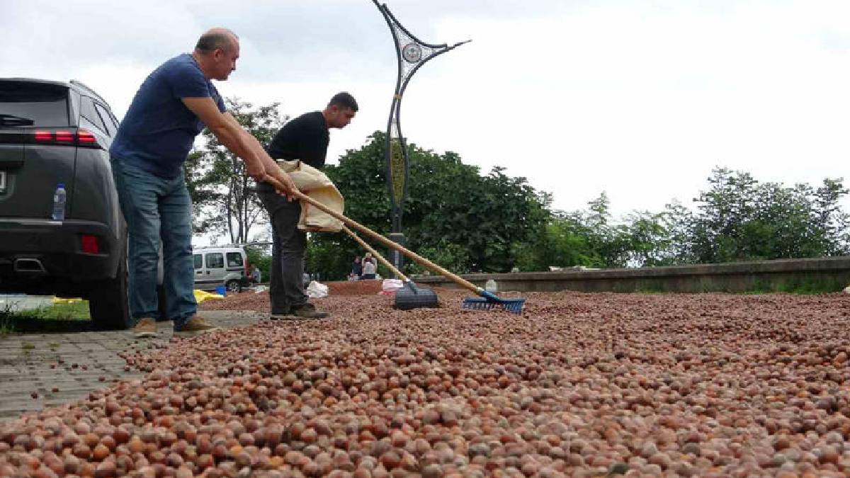 Hasat tamamlandı kurutma başladı! Giresun’da yoğun mesai: Yağmur işi zorlaştırıyor
