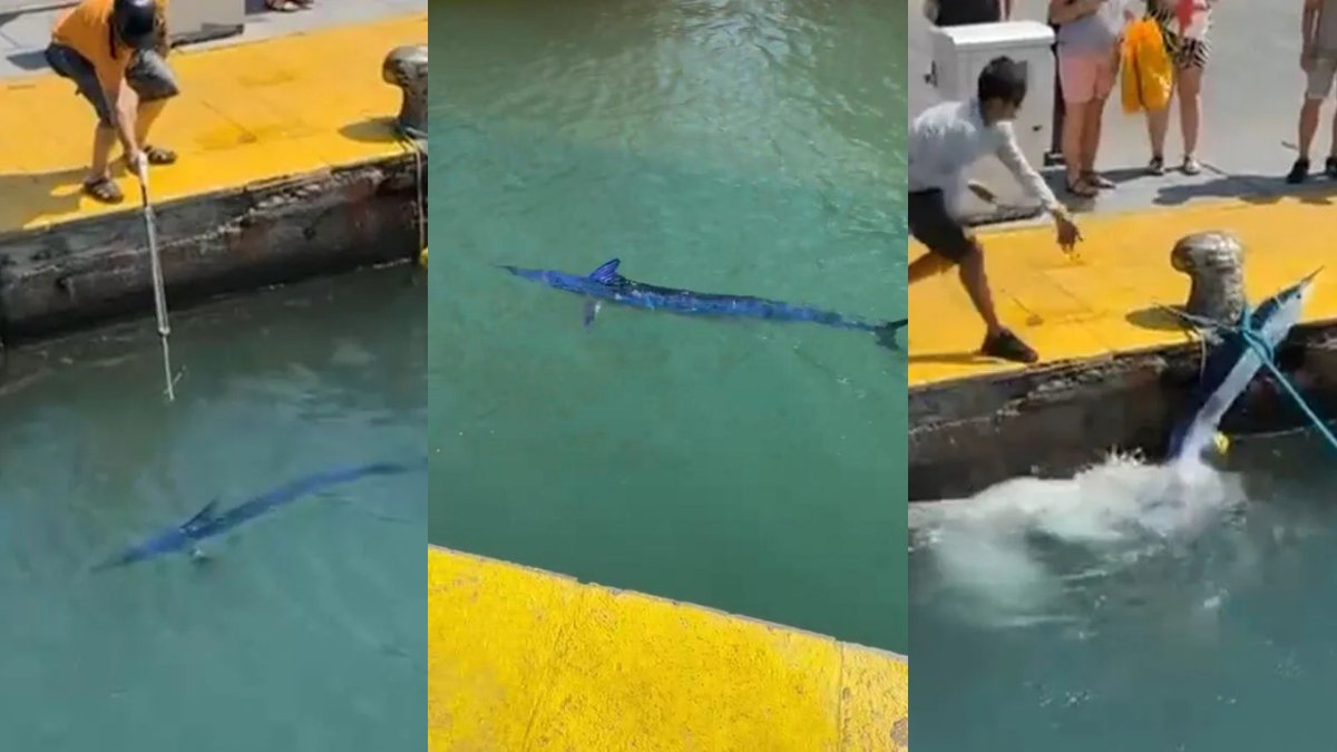 Nesli tükenmekte olan nadir balığı zıpkınla avladılar: Vatandaşlar tepki gösterdi, ceza kesildi