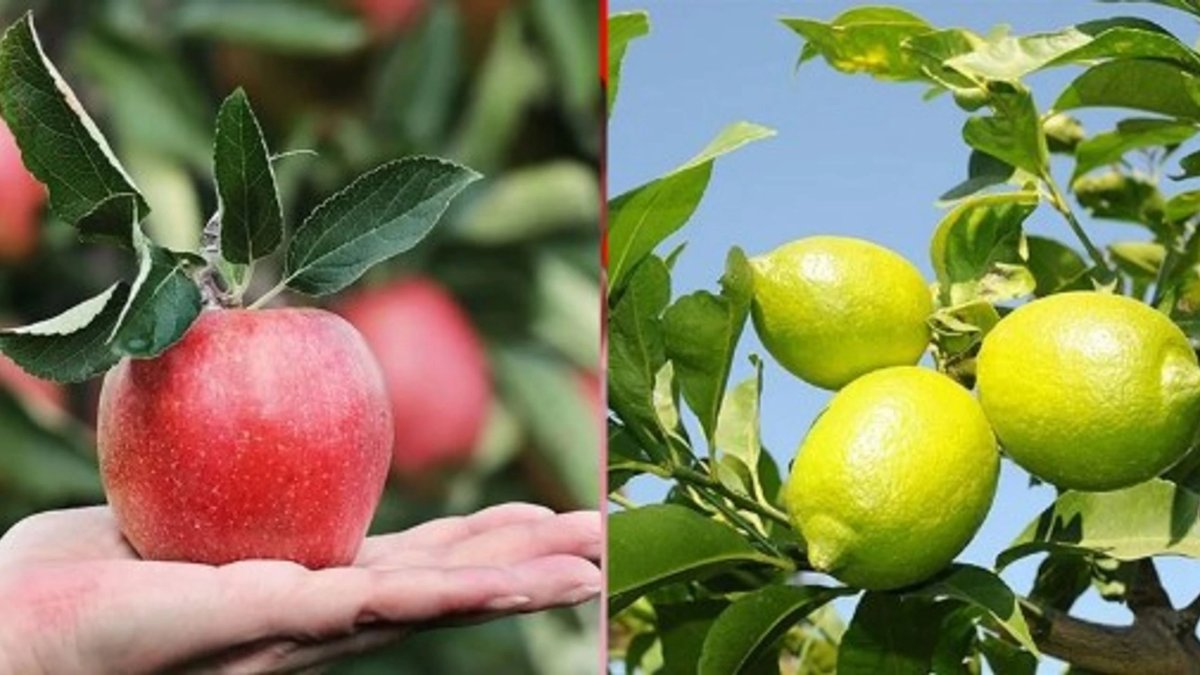 Limon ve elma ihracatına izin şartı getirildi