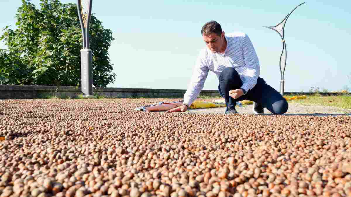 Başkan Köse sahilde fındığını kurutan üreticileri ziyaret etti