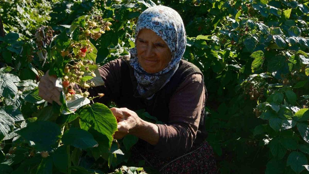 Küçük çaplı üretimle başlandı 15 yılda 1000 tona ulaşıldı! Türkiye’nin ihtiyacı buradan karşılanıyor: Kilosu 250 TL