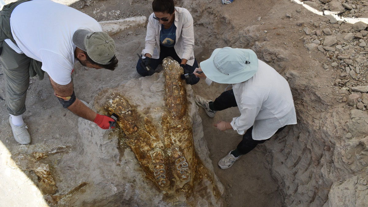 Kayseri’deki kazılarda 7,7 milyon yıllık 3 fil kafatası bulundu