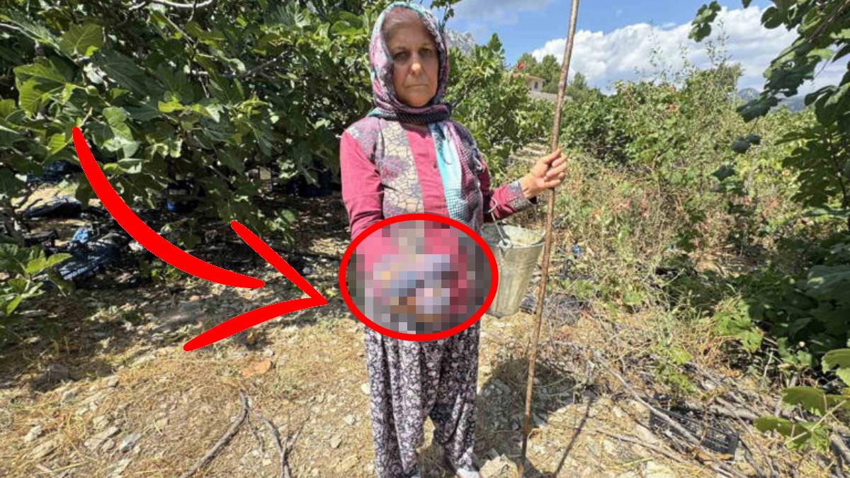 Doğal yöntemlerle üretiliyor çok seviliyor! Bu yıl zorlu yıl: Verim azaldı, hasat geç başladı