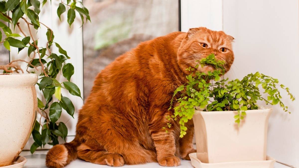 Kedi sahipleri bu bitkilere dikkat! Evde sessizce zehir saçıyorlar…