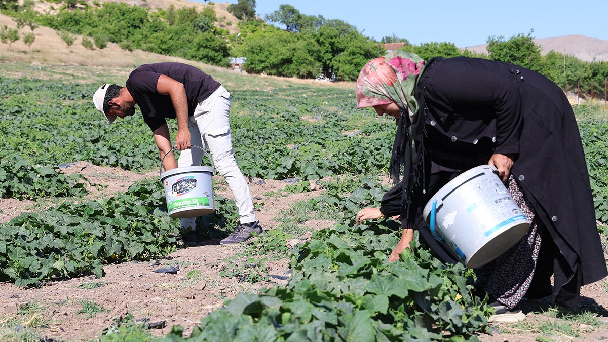 14 yıldır üretiyor, pazardan daha ucuza satıyor! Tarlaya gelen dalından koparıyor, en tazesini alıyor