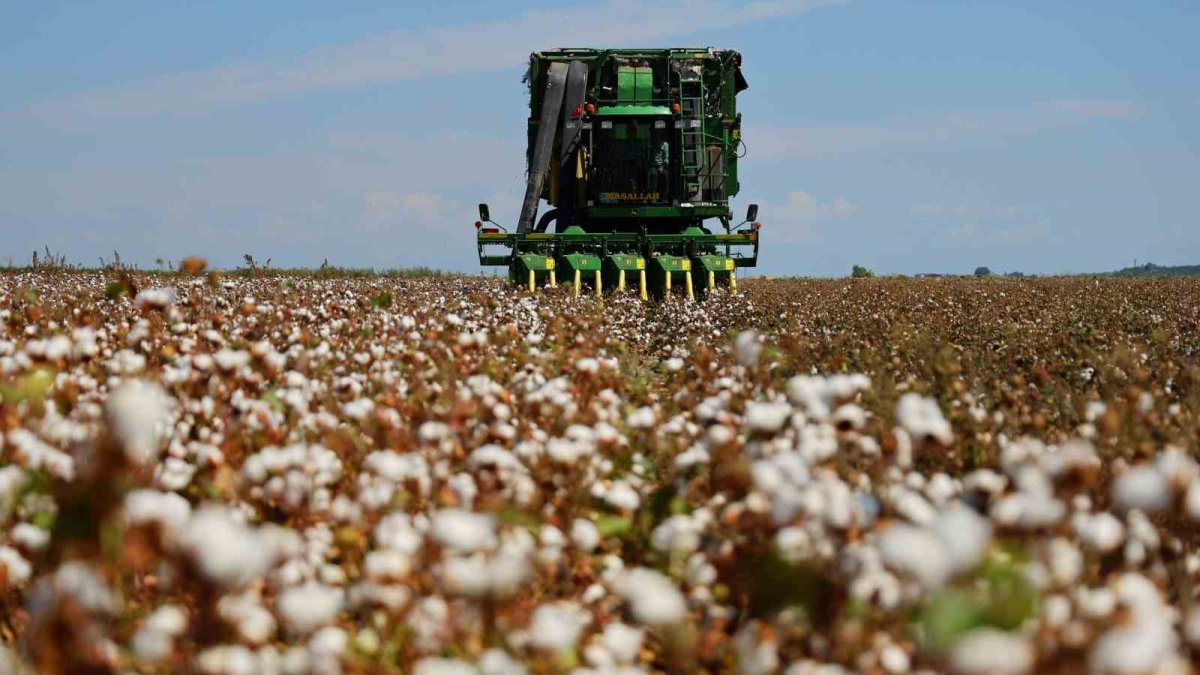 Adana'da bir dönem bitiyor! "Beyaz altın" pamukta hasat hüzünlü başladı, ekim alanları yüzde 70 eridi!