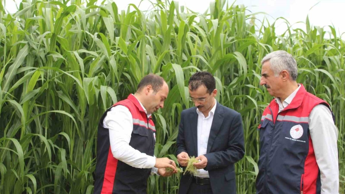 Tokat'ta hayvancılık için yeni umut: Devlet destekli "Sorgum sudan otu" hasat edildi, üretici memnun!