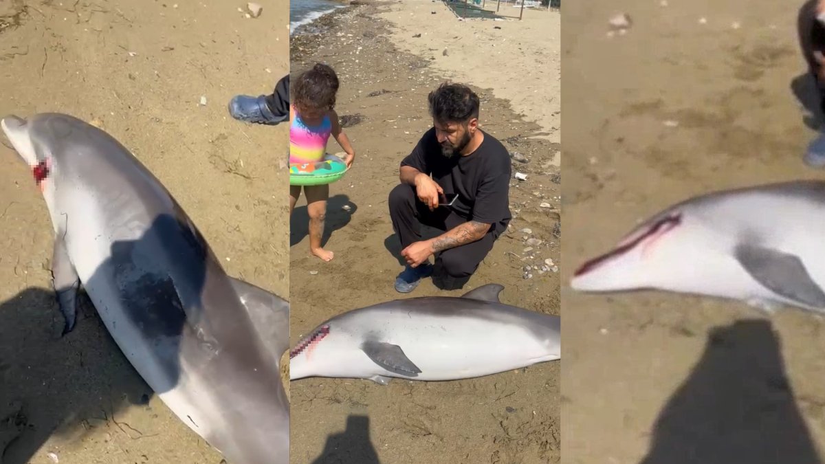 Yalova sahilinde üzen manzara! 2 metrelik yunus ölü olarak kıyıya vurdu, vücudundaki izler dikkat çekti