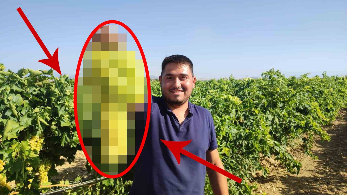 Kalitesi ve tadı fark atıyor, hem sofralık hem kurutmalık kullanılıyor! Denizli’de güldüren hasat: Coğrafi işareti güç katıyor