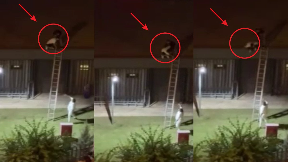 Dehşete düşüren görüntüler: Konseri izlemek için çatıya çıkan genci aşağı attı