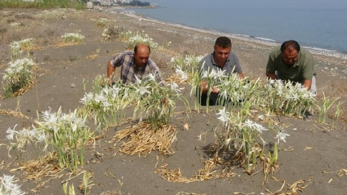 Gördüğünüzde sadece uzaktan bakmakla yetinin: Koparmanın cezası 557.000 TL!
