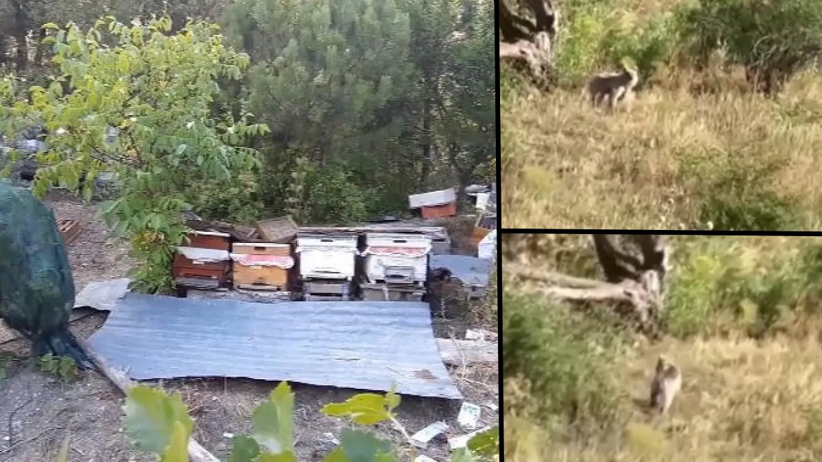 Köylülerin ayı isyanı: "Ayçiçeklerini insan gibi toplamış!" Bahçelerine giremiyor, düzeneklerle korunuyorlar