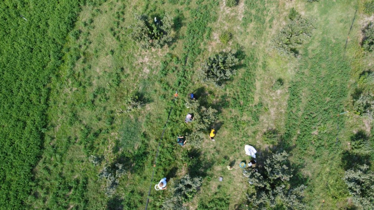 Adana'da bir ilk: Karadeniz'den getirdiği fındığı Toroslar'da yetiştirdi, şimdi herkese ücretsiz fidan dağıtıyor!