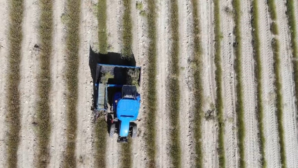 Burdur'da tarih değişti: Dün ithal edilen lavanta yağı, bugün ihraç ediliyor! İşte susuz tarımın mucizesi