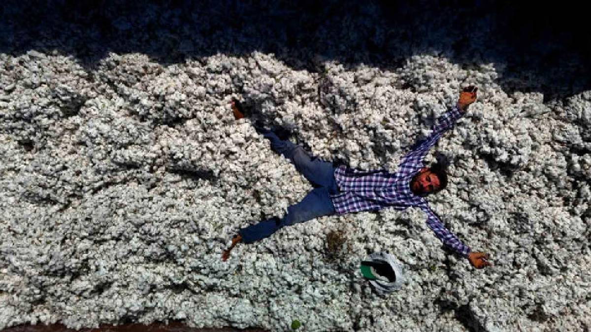 Adana ovaları beyaza büründü, hasat baladı! Yeni sezon hayırlı olsun: 124.000 alanda beyaz umut