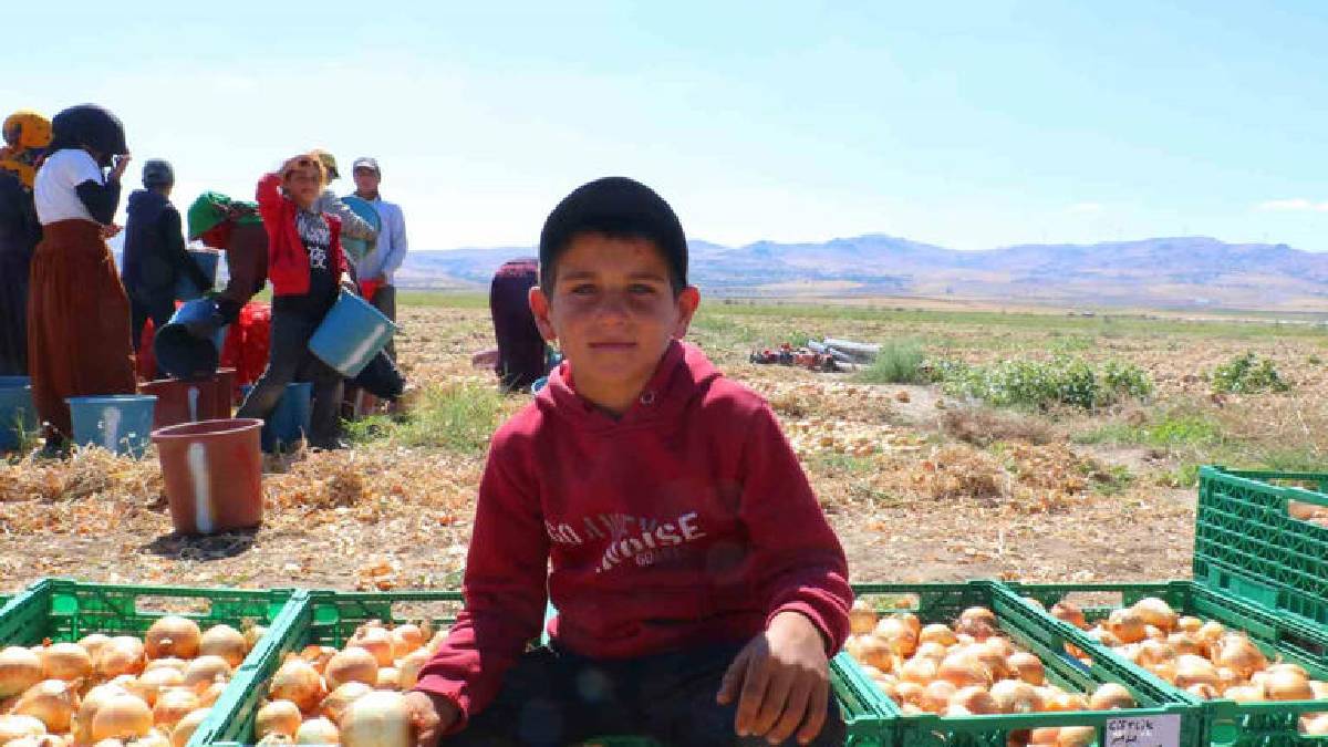 Ankara’da kış için hasat başladı! 5 yaşındaki çocuk da 20 yaşındaki çocuk da… Herkes hasat için ter döküyor!