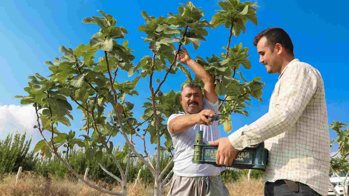 Mersin Büyükşehir’in incir fidanları artık meyvelerini veriyor