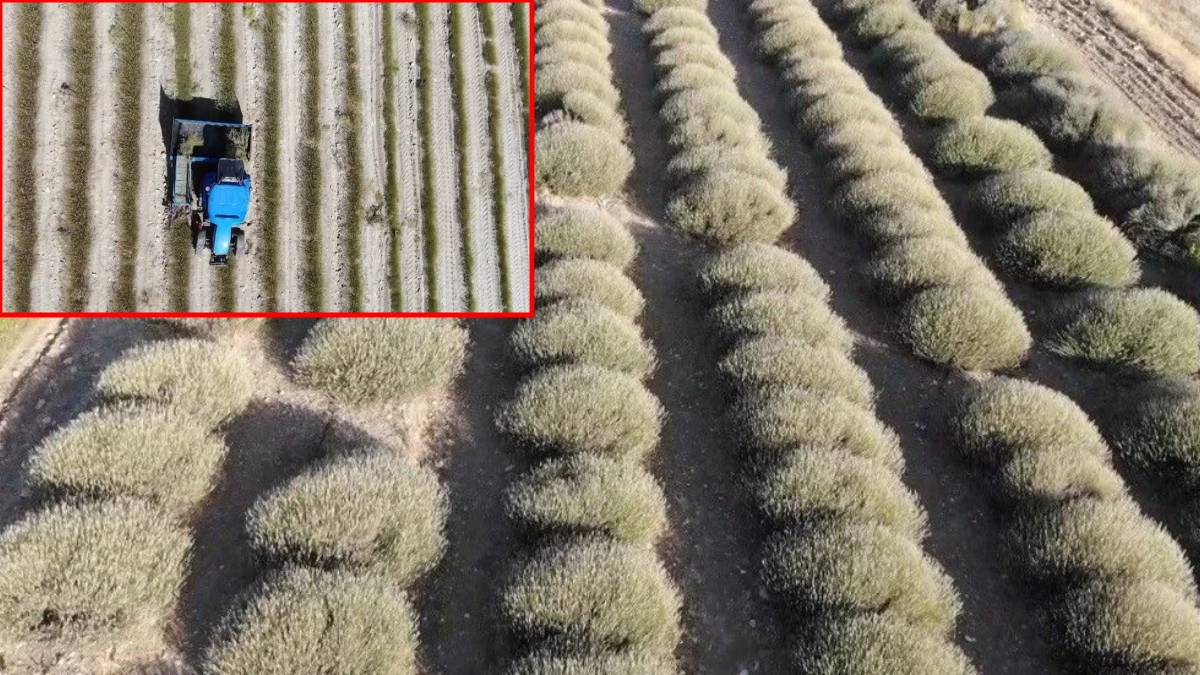 Önceden yurt dışından alıyorduk şimdi satıyoruz! Yağmur suyundan gelen hasat: Çiftçinin gözdesi oldu